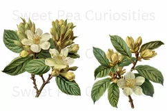 Flowers, Ephemera, PNG, Junk Journal, Vintage, clipart Product Image 2