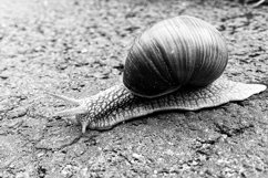 Big garden snail in shell crawling on wet road hurry home Product Image 9