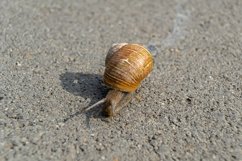 Big garden snail in shell crawling on wet road hurry home Product Image 20