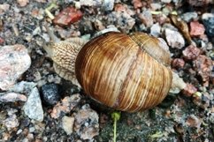 Big garden snail in shell crawling on wet road hurry home Product Image 11