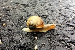 Big garden snail in shell crawling on wet road hurry home Product Image 19