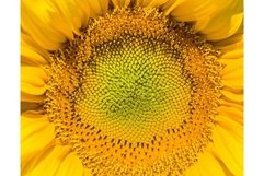sunflower blossoms, closeup Product Image 1