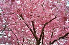 Beautiful background of flowering trees Product Image 1
