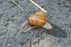 Big garden snail in shell crawling on wet road hurry home Product Image 30