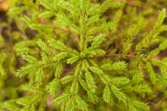 small growing evergreen spruce fir autumn forest fall leaves Product Image 1