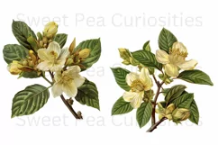 Flowers, Ephemera, PNG, Junk Journal, Vintage, clipart Product Image 3
