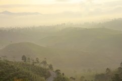 Misty mountain views with tea plantations Product Image 1