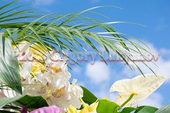 Stock Photo - Bright flower close-up on a summer day Product Image 1