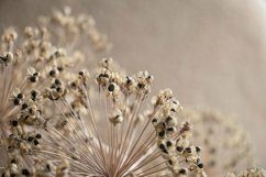 natural background of dry flowers Product Image 1