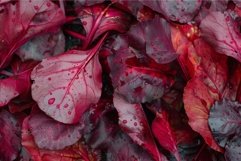 Freshly picked red chard leaves forming a vibrant and colorf Product Image 1