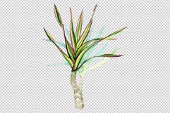 Dracaena maraginata tricolor Watercolor png Product Image 5
