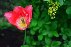 blooming flowers in the garden Product Image 1