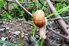 Big garden snail in shell crawling on wet road hurry home Product Image 27