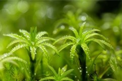 Morning dew on fresh greenery Product Image 1