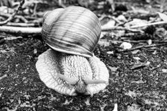 Big garden snail in shell crawling on wet road hurry home Product Image 8