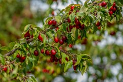 dogwood berries are hanging on a branch of dogwood tree. Product Image 1