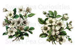 Flowers, Ephemera, PNG, Junk Journal, Vintage, clipart Product Image 3