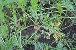 harvest carrots in the garden Product Image 1