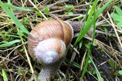 Big garden snail in shell crawling on wet road hurry home Product Image 13