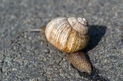 Big garden snail in shell crawling on wet road hurry home Product Image 4