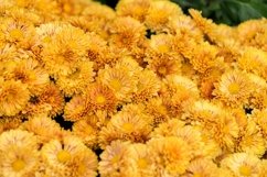 flowers of chrysanthemums. Product Image 1