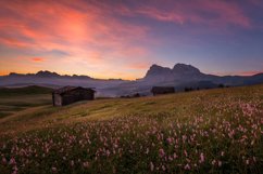 Beautiful flowers at Alpe di Siusi at sunset Product Image 1