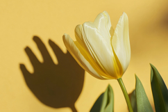 Yellow Tulip Background Wallpaper Product Image 1