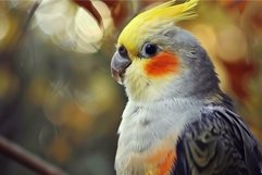 Serene cockatiel portrait against blurred background Product Image 1