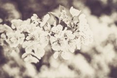 35 Flowering Spring Lightroom Presets Product Image 6