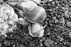 Big garden snail in shell crawling on wet road hurry home Product Image 7