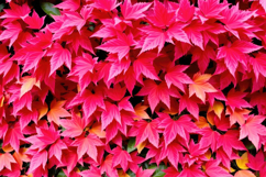 Pink Maple Leaf Background Product Image 1