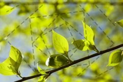 linden leaves, spring Product Image 1