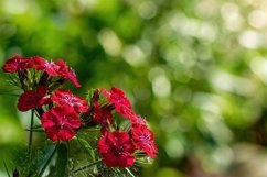 Stock Photo - Bright flowers of alpine carnations close-up Product Image 1