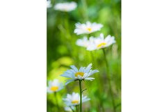 Stock Photo - Bright flower close-up on a summer day Product Image 1
