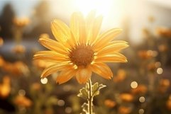 Golden hour sunflower in bloom Product Image 1