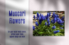 Muscari Flowers Product Image 1