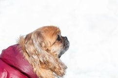 Small little Pekingese dog in winter Product Image 1