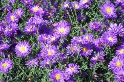 SET different blooming flowers with leaves in natural nature Product Image 19