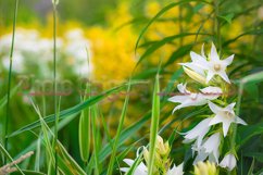 Stock Photo - Bright flower close-up on a summer day Product Image 1