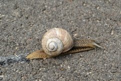 Big garden snail in shell crawling on wet road hurry home Product Image 12
