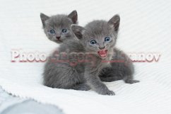Stock Photo - Little kittens at home on a plaid. Product Image 1