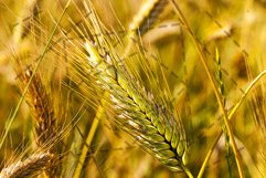 mature cereals Product Image 1