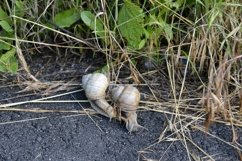 Big garden snail in shell crawling on wet road hurry home Product Image 10