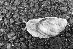 Big garden snail in shell crawling on wet road hurry home Product Image 23
