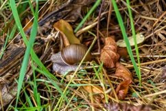 Big garden snail in shell crawling on wet road hurry home Product Image 16