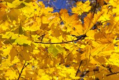 maple foliage Product Image 1