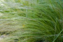 Rural scenery of ripening ears of meadow rye field in summer Product Image 1