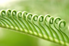 Branch with twisted green leaves, close-up Product Image 1