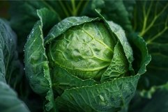 Fresh dewy green cabbage close-up Product Image 1
