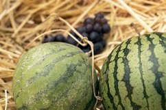 harvest of watermelons in a wooden box in the garden Product Image 1